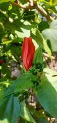 Red Wax mallow Flower on Green Leaves Background
