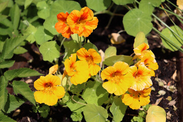 yellow and orange nasturtium, plant for eating and decorating dishes