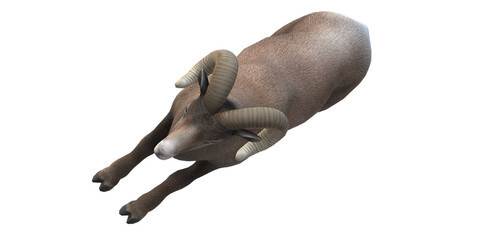 Ram isolated on a Transparent Background