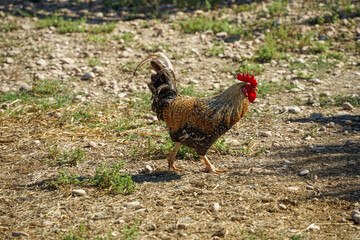 corral soleado, por donde el gallo pasea tranquilamente © santirj 