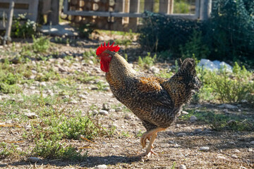 gallo pasea por el corral, en una mañana soleada de otoño
