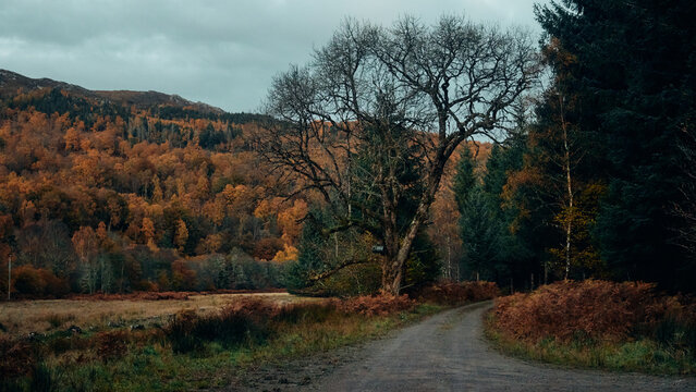 autumn in the forest