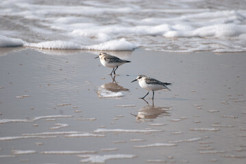 zwei kleine Strandläufer (Sanderling) in sanfter Dünung / Spiegelung im nassen Sand