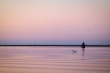 Swan in the sunset