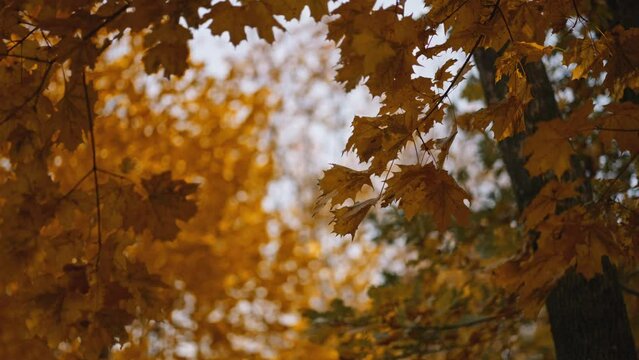 Super slow motion of falling autumn maple leaves against clear blue sky. Filmed on high speed cinema camera. autumn nature beauty.