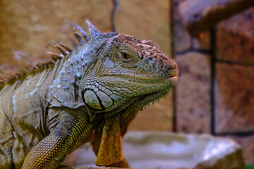 Close-up portrait of a jaguana lizard with beautiful colors against a nature background