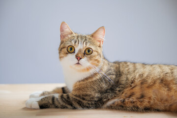 In this endearing cat portrait, an isolated little grey Scottish Fold cat stands on a white background, radiating happiness, playfulness, and cuteness with a straight tail.