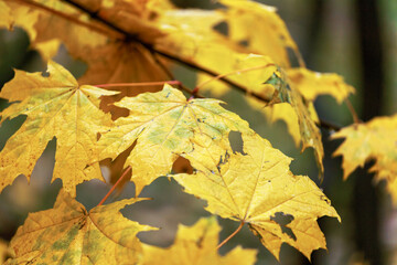yellow maple leaves