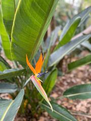 Tenerife's Floral Tapestry: Exploring Botanical Wonders in Tranquil Gardens