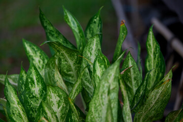  Close-up of dieffenbachia Exotica leaf on  plant
