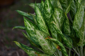  Close-up of dieffenbachia Exotica leaf on  plant