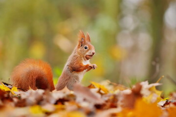 A cute european red squirrel with a nut sitting on the autumn leaves. Sciurus vulgaris. A squirrel posing in autumn forest.