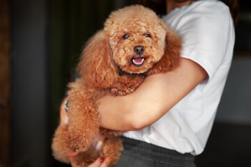 Woman Holding Pet Puppy Dog. Small poodle Dog in owner's arms looks into camera