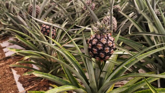 Experience the beauty of an unripe small pineapple, captured with selective focus in a lush plantation setting