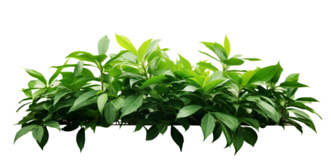 Tropical plant arrangement decoration isolated on transparent or white background, png