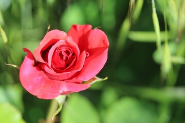red rose in garden