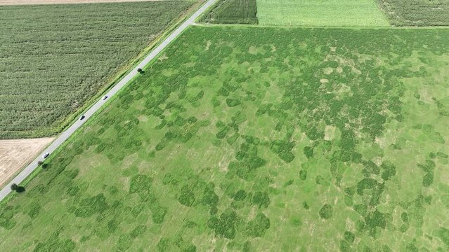 Field vole alfalfa Medicago sativa common Microtus arvalis disaster extremely attacked lucerne drone aerial plant violet flowers infested by short-tailed pest agrestis grey-brown overpopulation