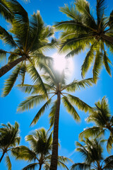 Fototapeta na wymiar View of palm tree from below with the sun shining through the leaves.