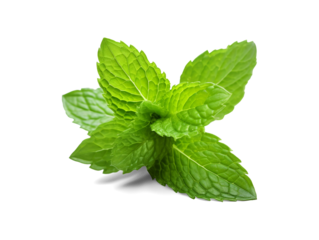 Mint leaf., fresh mint isolated on transparent or white background, png