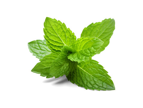 Mint leaf., fresh mint isolated on transparent or white background, png