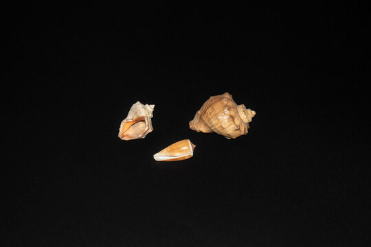 Natural sea shell on a black background. Mollusca, or soft-bodied mollusks, are a type of protostome coelomic animals with spiral cleavage.