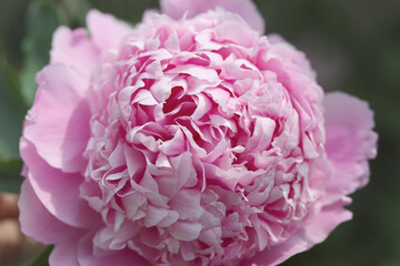 close up of pink peony