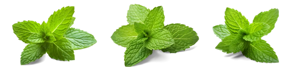 Foto op Canvas Collection set of mint leaves., fresh mint isolated on transparent or white background, png © Medard
