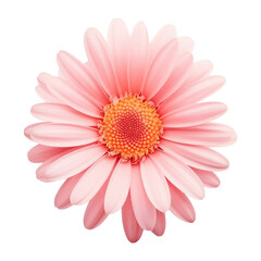 Pink daisy, chamomile isolated on transparent or white background, png