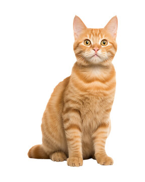Orange tabby cat isolated on transparent or white background, png