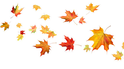 Leaves fluttering in the wind isolated on transparent or white background, png