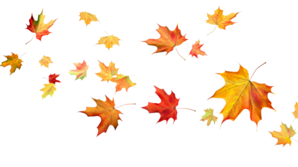 Leaves fluttering in the wind isolated on transparent or white background, png