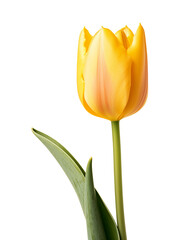 Naklejka premium Yellow tulip close-up isolated on transparent or white background, png