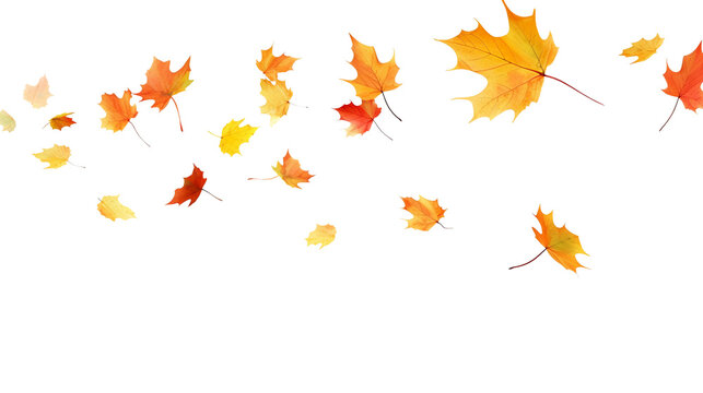 Leaves fluttering in the wind isolated on transparent or white background, png