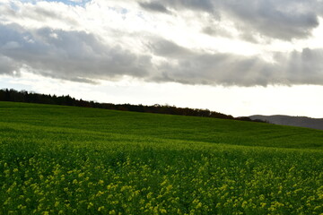 Fototapeta na wymiar Green Meadows and clouds with sunrays Muehltal Traisa germany
