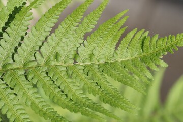single leaf from a fern