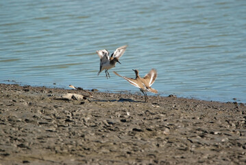 いそしぎの争い
