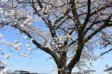 木