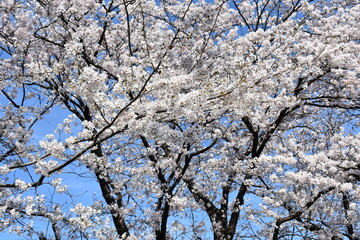 tree blossom