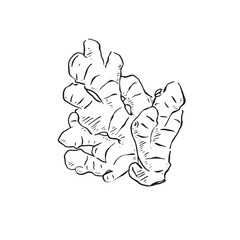 An isolated line drawn illustration of a black and white ginger root. Hand drawn on Procreate. 