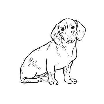 A line drawn Dachshund dog sitting. Drawn by hand in a line drawn sketchy style with shading. Drawn on procreate using an Apple Pencil. 