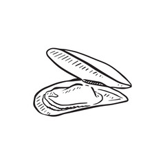 A line drawn illustration of a mussel in a shell. Hand drawn and perfect for menus or fishmongers!