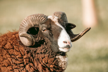 Romanov ram looks towards the camera lens. Close-up portrait of Romanov ram on a sunny day.