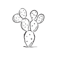 A line drawn cactus illustration created by hand. 