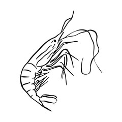 A line drawn vector of a prawn in its shell. Hand drawn and digitised in a simple sketchy way. Perfect for menus, printable wall art and so much more. 