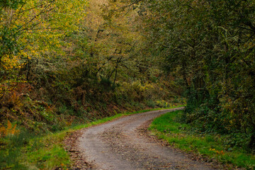 Fototapeta na wymiar CURVE OF A RURAL ROAD IN AN AUTUMN DECIDUOUS FOREST, FALL NATURE CONCEPT