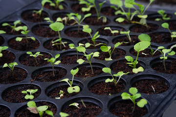 Baby fresh green vegetable growing ,organic salad, vegetable in the black plastic tray , growning  vegetable out door.
