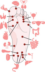 Human anatomy. Vector illustration of human foot and internal organs. Sujok therapy and acupuncture