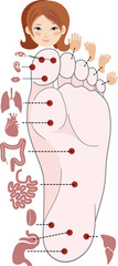 Human anatomy. Vector illustration of human foot and internal organs. Sujok therapy and acupuncture