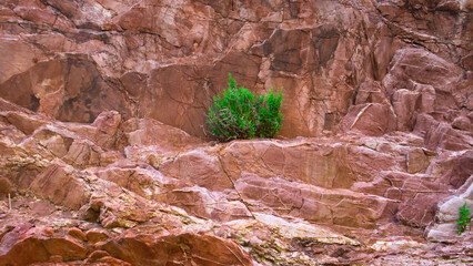 the red rock, and a plant