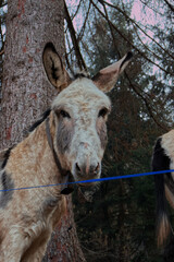 A donkey looks on with raised ears.